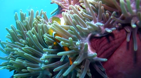 False clown anemonefish or nemo (Amphiprion ocellaris) on closed anemone Stock Footage 6843171