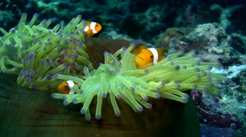False clown anemonefish or nemo (Amphiprion ocellaris) on closed anemone 2 Stock Footage 6843359