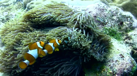 False clown anemonefish or nemo (Amphiprion ocellaris) with strong current Stock Footage 6843582