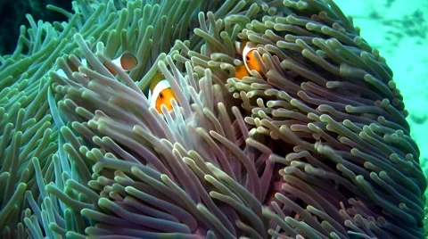 False clown anemonefish or nemo (Amphiprion ocellaris) with strong current 2. Stock Footage 6843824