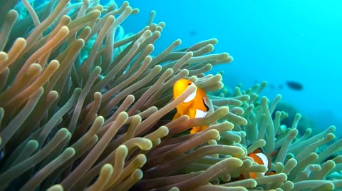 False clown anemonefish or nemo (Amphiprion ocellaris) in its anemone Stock Footage 65936934