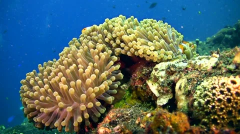 False clown anemonefish or nemo (Amphiprion ocellaris) in its anemone Stock Footage 68061553