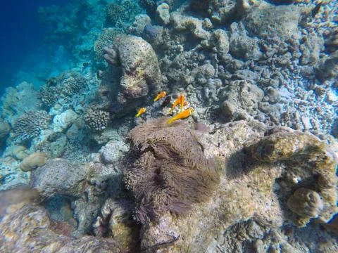 False clown fish Stock Photos