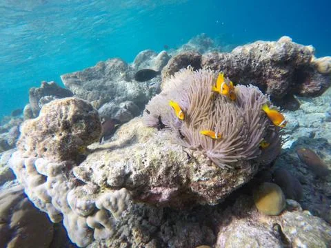 False Clown fish Stock Photos