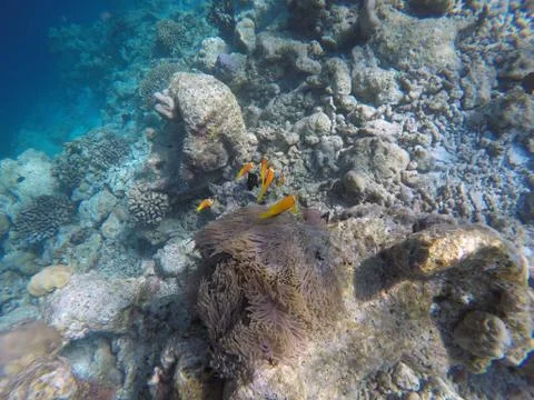 False Clown fish Foto stock