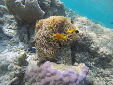 False Clown fish Stock Photos