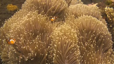 False clownfish Stock Footage 10723526