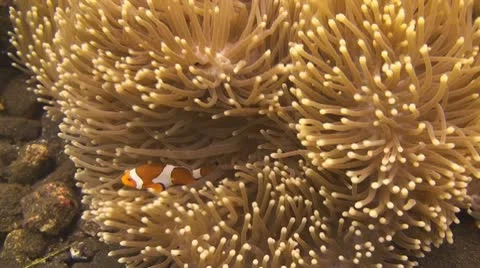 False clownfish Stock Footage 10736963