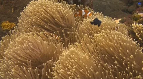 False clownfish Stock Footage 10736970