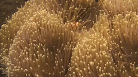 False clownfish Stock Footage 10736974