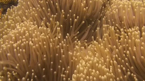 False clownfish Stock Footage 10736979