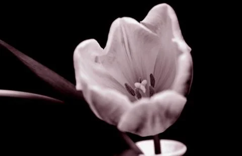 False colour tulip Stock Photos