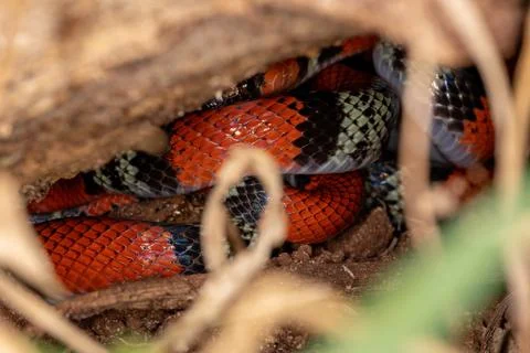 False coral snake Foto stock