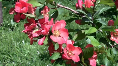 False cydonia in blossom Stock Footage 24695720