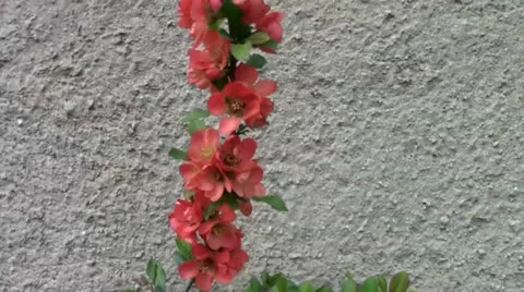 False-Cydonia blossom Stock Footage 24695844