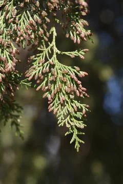 False cypress Stock Photos