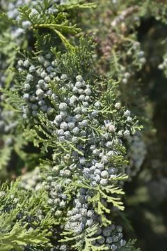 False cypress Stock Photos