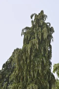 False cypress Stock Photos
