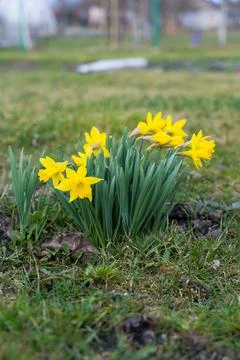 A false daffodil growing on a plot in the village Stock Photos