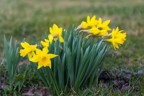 False daffodil growing on a plot in the village Stock Photos