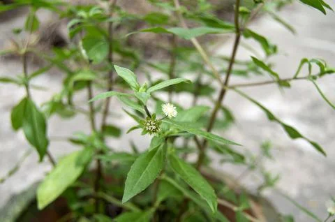 False daisy. Eclipta alba. Karisalankanni. yerba de tago. Eclipta prostrata.. Stock Photos
