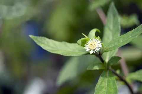 False daisy. Eclipta alba. Karisalankanni. yerba de tago. Eclipta prostrata.. Stock Photos