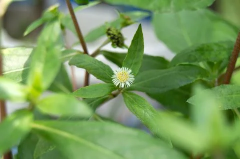 False daisy. Eclipta alba. Karisalankanni. yerba de tago. Eclipta prostrata.. Stock Photos