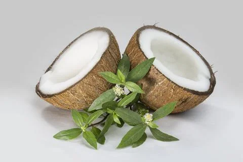 False Daisy or Eclipta Alba with Coconut. used as natural hair care. Hair Reg Stock Photos