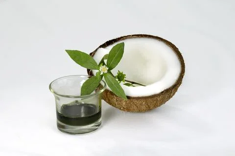 False Daisy or Eclipta Alba juice with Coconut. used as natural hair care. Ha Stock Photos