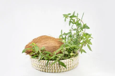 False Daisy or Eclipta Alba with Coconut. used as natural hair care. Hair R.. Fotos Stock