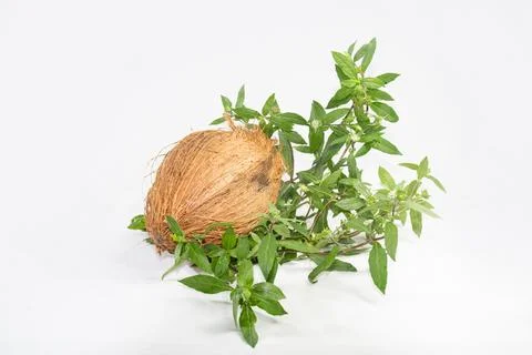 False Daisy or Eclipta Alba with Coconut. used as natural hair care. Hair R.. Fotos Stock