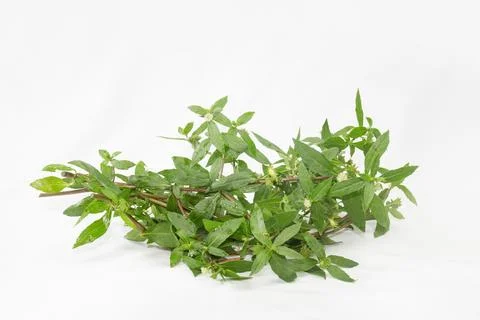 False Daisy or Eclipta Alba juice with Coconut. Photos