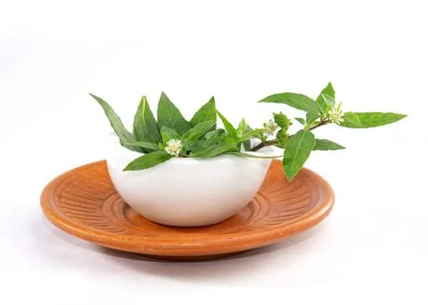 False Daisy or Eclipta Alba juice with Coconut. used as natural hair care. .. Stock-Fotos