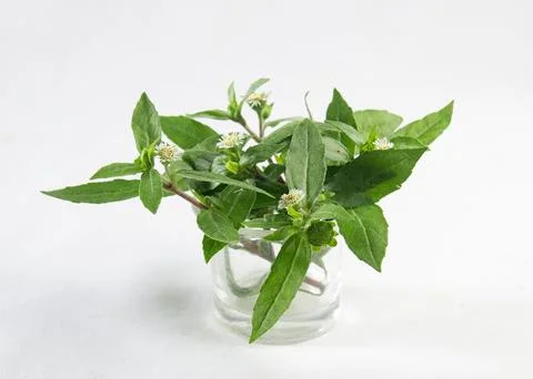 False Daisy or Eclipta Alba juice with Coconut. used as natural hair care. Stock-Fotos