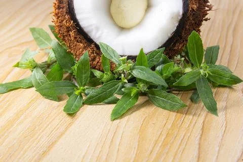 False Daisy or Eclipta Alba with Coconut. used as natural hair care. Hair R.. Fotos Stock