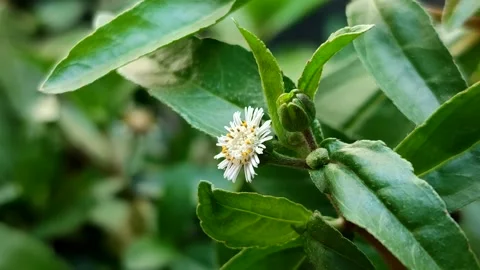 False daisy or urang-aring (Eclipta prostrata) Stock Footage 340175913