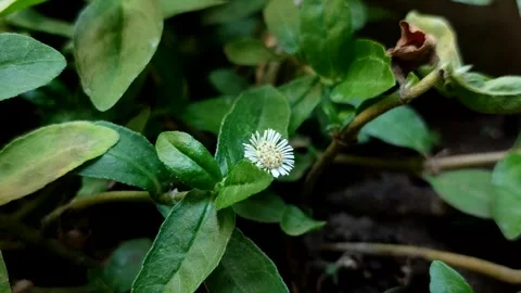 False daisy or urang-aring (Eclipta prostrata) Видео 340175914