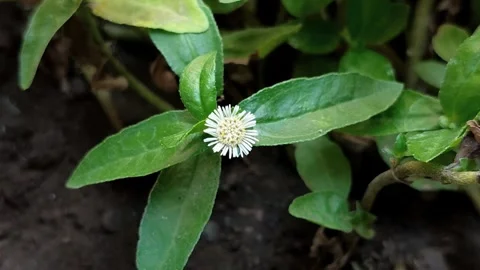 False daisy or urang-aring (Eclipta prostrata) Stock Footage 340175919