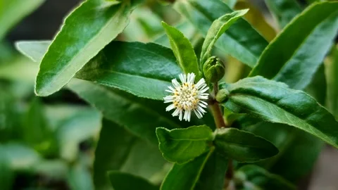 False daisy or urang-aring (Eclipta prostrata) Vídeo Stock 340175927