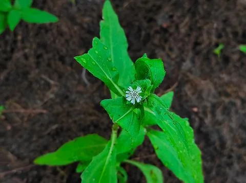 False Daisy Trailing Eclipta Bhringaraj Kesharaj Eclipta Prostrata Bhangaro B Stock Photos