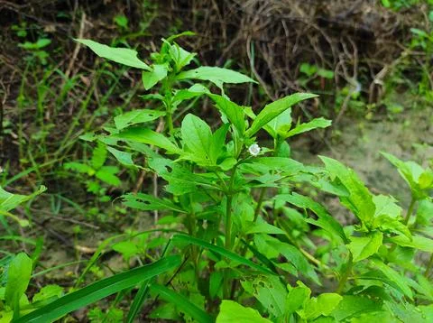 False Daisy Trailing Eclipta Bhringaraj Kesharaj Eclipta Prostrata Bhangaro B Stock Photos
