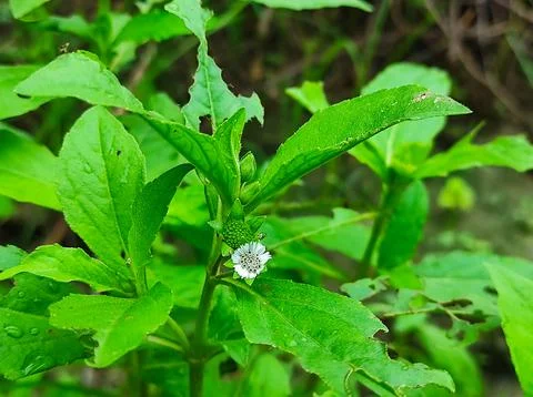 False Daisy Trailing Eclipta Bhringaraj Kesharaj Eclipta Prostrata Bhangaro B Stock Photos