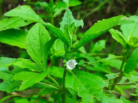 False Daisy Trailing Eclipta Bhringaraj Kesharaj Eclipta Prostrata Bhangaro B Stock Photos