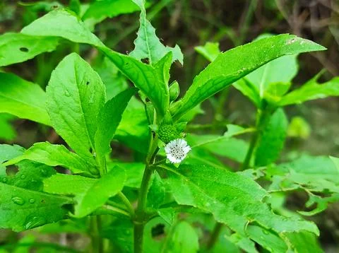 False Daisy Trailing Eclipta Bhringaraj Kesharaj Eclipta Prostrata Bhangaro B Stock Photos