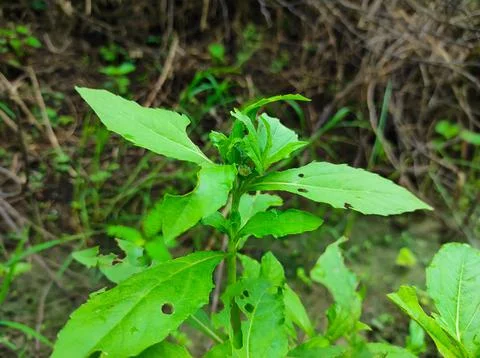 False Daisy Trailing Eclipta Bhringaraj Kesharaj Eclipta Prostrata Bhangaro B Stock Photos