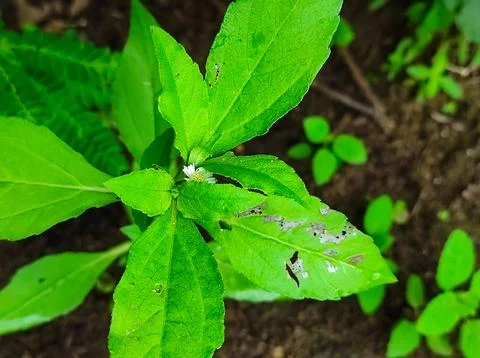 False Daisy Trailing Eclipta Bhringaraj Kesharaj Eclipta Prostrata Bhangaro B Stock Photos