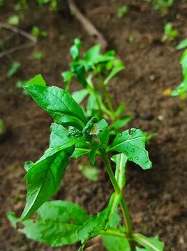 False Daisy Trailing Eclipta Bhringaraj Kesharaj Eclipta Prostrata Bhangaro B Stock Photos