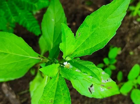 False Daisy Trailing Eclipta Bhringaraj Kesharaj Eclipta Prostrata Bhangaro B Stock Photos