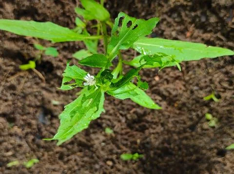 False Daisy Trailing Eclipta Bhringaraj Kesharaj Eclipta Prostrata Bhangaro B Stock Photos