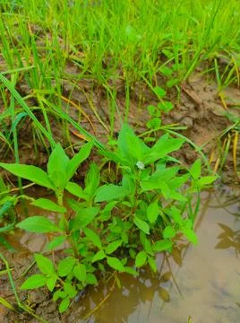 False Daisy Trailing Eclipta Bhringaraj Kesharaj Eclipta Prostrata Bhangaro B Stock Photos